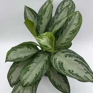 Aglaonema Silver Bay 6" Pot Rare House Plant with Unique Leaves Perfect for Beginners Indoor Home Decoration Ideal for Room Decor