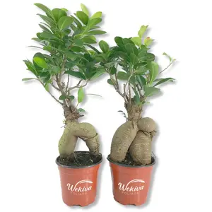 Ginseng Ficus Tree - Live Plants in 4 Inch Pots - Ficus Microcarpa - Beautiful Ornamental Bonsai Interior Tree