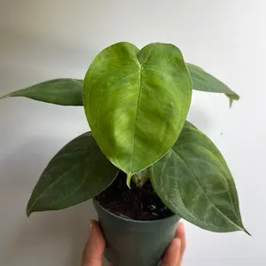 Syngonium Ice Frost 4" - Rare Collector's Plant with Unique Leaves for Indoor Home Decoration & Easy Care Beginner Friendly Tropical House Plant