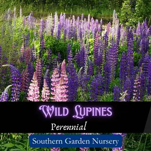 Wild Lupine Seeds Perennial Wildflower Native Flowers for Butterfly Garden Blue Violet Pink White Flowers