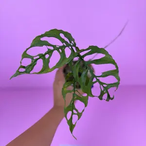 RARE Monstera Obliqua Peru 4” | Collector Monstera | Tropical Houseplant