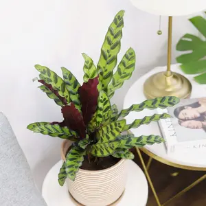 Calathea Lancifolia 'Rattlesnake' Plant