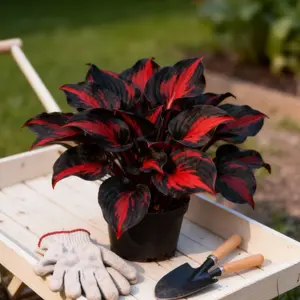 Hosta Seeds Perennial Shade Plant for Garden and Non-GMO 800 Seeds Pack for Borders & Woodland Paths Easy to Grow for Landscaping with Strong Structure and Texture