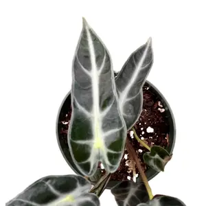 Alocasia Bambino - seedling Alocasia Bambino - seedling