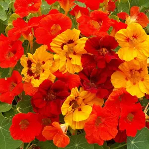Mixed Color Dwarf Jewel Nasturtium Seeds – Tropaeolum Majus Flower Seeds for Outdoor Gardens, Containers, Borders & Easy Planting