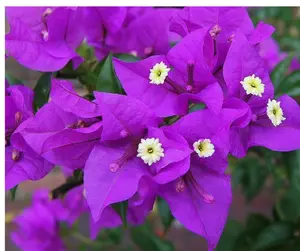 Purple Bougainvillea starter-VIOLET - Live Rare Bougainvillea starter Plant ship in pot