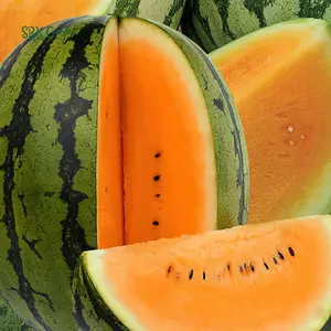 Organic Orange Tendersweet Watermelon | 15 Seeds