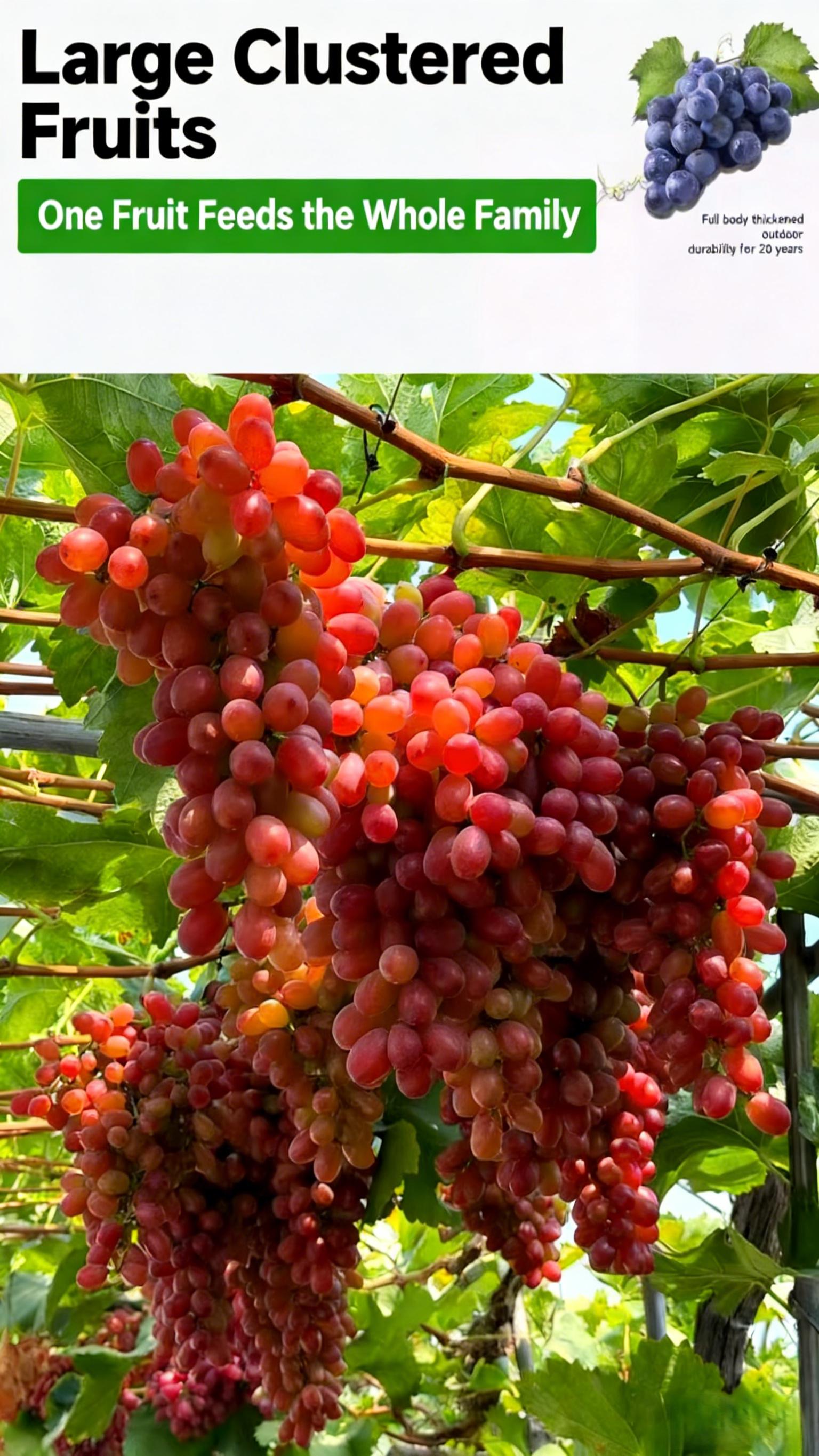 Crimson Seedless Grape Seedling – Grow Your Own Sweet Red Grapes at Home, Beginner Friendly, Suitable for Backyard Vineyard and Patio Containers