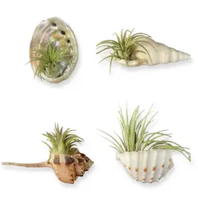 Handmade Shell Magnet – Live or Artificial Air Plant