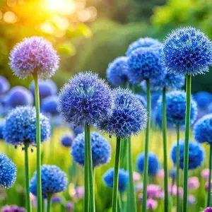 Mixed Onion Seeds for Planting (Allium cepa) – Long Day Sweet Onions Gardening Seeds – Non GMO Heirloom Vegetable Seed Packets, Outdoor & Indoor Gardening, Home Garden, Raised Beds