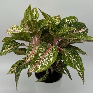 Aglaonema Chanel Pink 5" Pot House Plant Beginner Friendly Unique Pink Leaves for Easy Care Indoor Home Decoration Houseplants