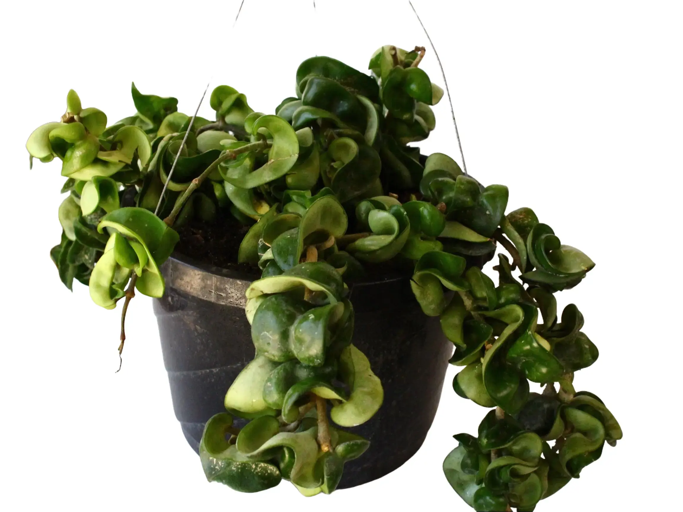 Hindu Rope Potted Live Plant 8in - Hoya Compacta in a Hanging Basket - Non Toxic, Pet Friendly