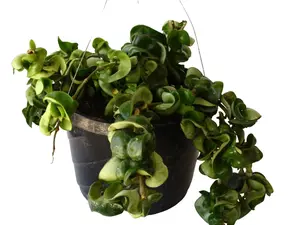 Hindu Rope 8” Potted Live Plant - Hoya Compacta in a Hanging Basket - Non Toxic, Pet Friendly