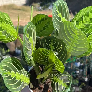 Lemon-Lime Maranta Plant | Tropical Houseplant | 4 inch pot