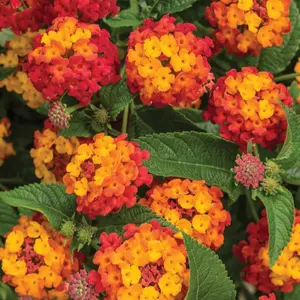 Orange Lantana Plant Live, Lantana Live Plant for Planting Outdoor, Perennial Lantana Flower, 5 to 7 Inch Tall, No Pot