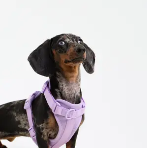 Doxie Harness