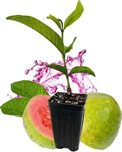 Pink Guava Tree Live Plant - guajava In 2" Pot