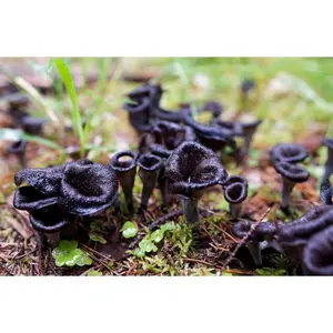Black Chanterelle Trumpet Mushroom Spores in Sawdust Bag Garden Grow Kit 5gal