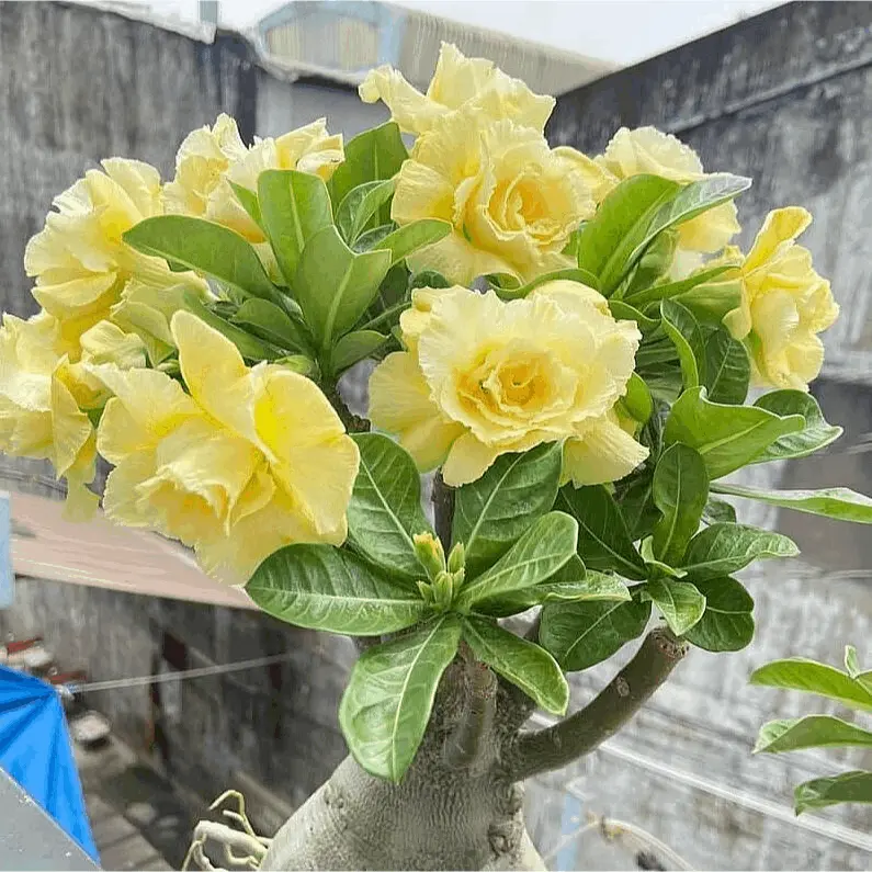 Desert Rose Tree Starter Novice Friendly Flowering Shrub For Patio Balcony Pot Planting