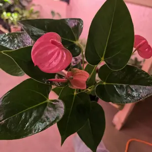 Anthurium Pink 4"