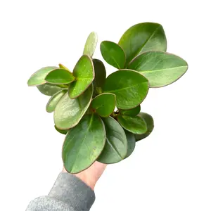4" Peperomia Red Edge – Live Indoor Plant