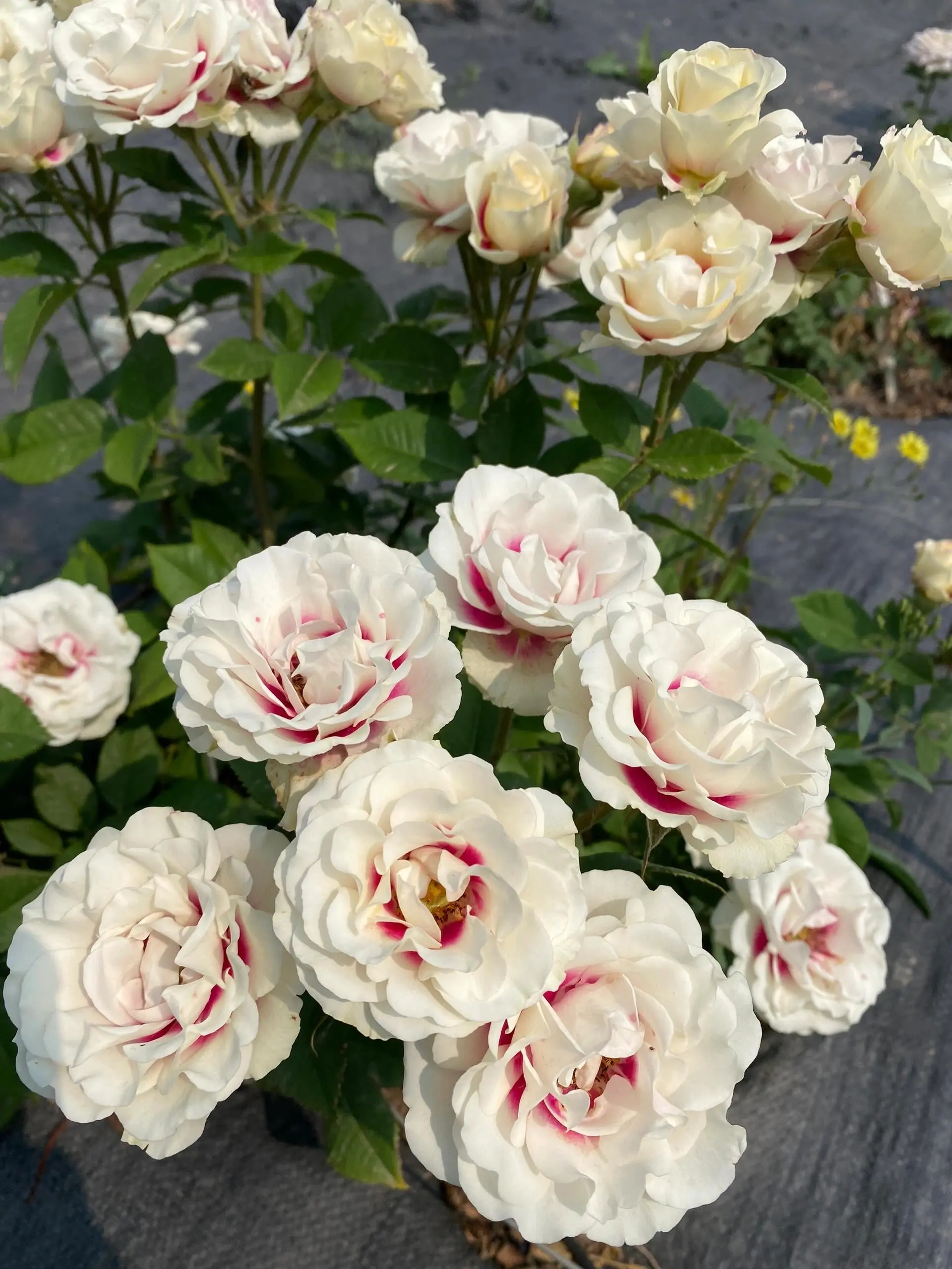 Rose [Brideside] Own-Root Live Plant | Florist-Style Rose / Garden Rose / Cut Flower Rose  | The center has a unique eye shape.