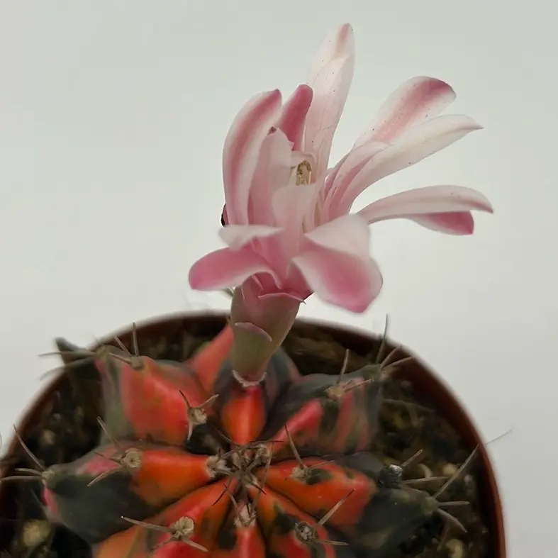 Color Ball Cactus 2” Pot – Gymnocalycium mihanovichii Variegated | Rare Colorful Cactus with Red, Orange & Green Patterns | Drought-Tolerant Indoor Succulent