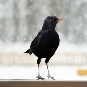 Bird Pattern Self-adhesive Wall Decal, Creative Bird Wall Sticker, Decorative Sticker for Home Bedroom Living Room Entryway