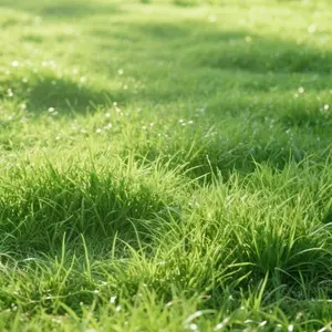 Zoysia Lawn Grass Seeds 3000pcs – Heat-Tolerant, Weed-Suppressing, Ideal for Summer Planting