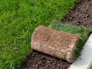 40,000 Emerald Zoysia Grass Seeds - Zoysia 'Emerald' - Lawn Grass