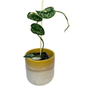 3" Scindapsus Pictus 'Mayari' Albo Variegated