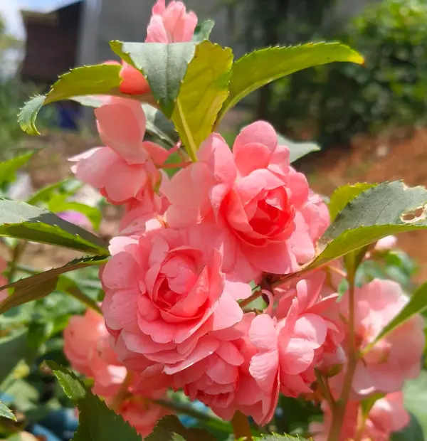 Double Impatiens Seeds for Planting, Mixed Color Flower Seeds, Long Blooming, Shade Loving, Easy to Grow for Outdoor Garden, Containers & Borders
