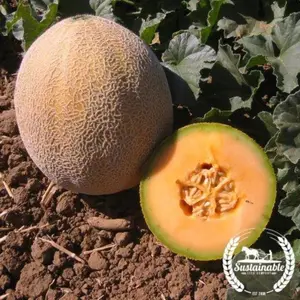 Melon Seeds - Cantaloupe - Edisto 47 (Organic)