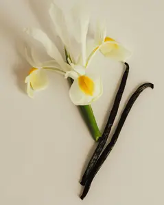 LAVANILA The Healthy Fragrance Pure Vanilla Duo, 1.7oz EDP Perfume + 10ml Rollerball, Clean Beauty Gift Set