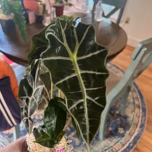 Alocasia Polly ‘African Mask’