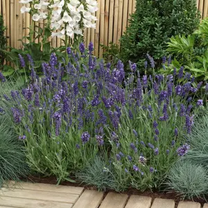 SuperBlue English Lavender