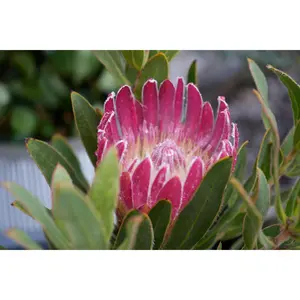 Protea 'Brenda': A Vibrant Splash of Color, Deep Red Creamy White Beauty