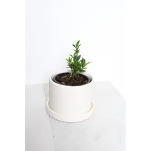 Boxleaf Euonymus Bonsai – Easy-Care Starter Tree for Beginners