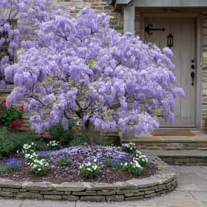20 Wisteria Seeds – Lavender Cascading Blooms for Garden Trellises