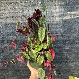 Cissus Discolor 8” Pot Live Houseplants