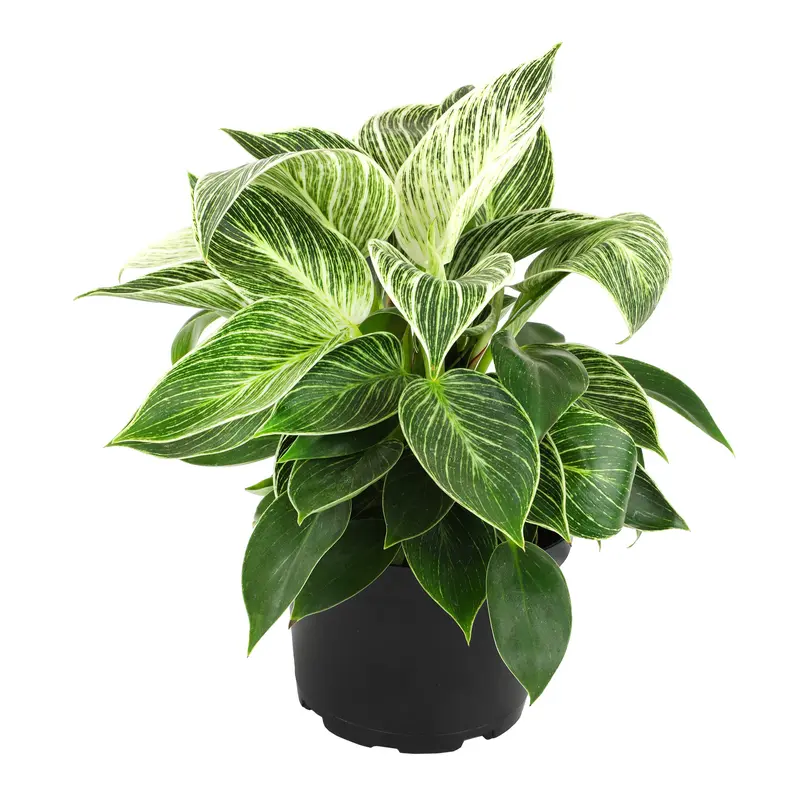 pothos golden plant Pothos 'Golden' – Magic Valley Gardens