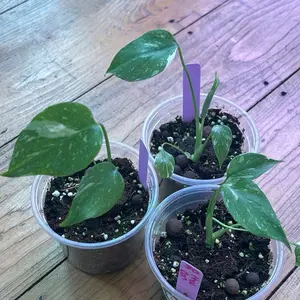 Starter monstera Thai con