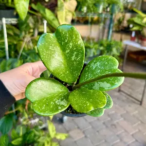 Hoya Kerrii splash - 4" pot