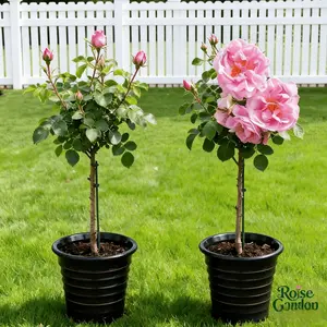 Sunshine Pink Rose Seedling | This vibrant seedling will grow into a small tree with compact foliage and soft pink flowers