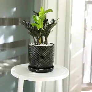 ZZ Zamioculcas 'Black Queen'