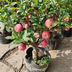 Live apple tree seedlings, deep root system, perennial growth, deciduous fruit trees, suitable for home gardens, courtyards, courtyards and orchards