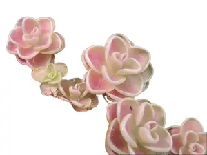 Pinguicula Yucca Do Live Carnivorous Butterwort Plant
