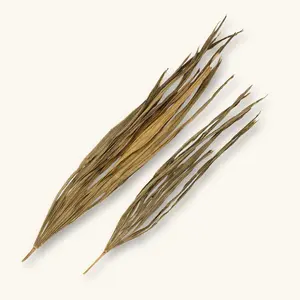 Natural Excelsa Palm Fronds (2c) by Betta Botanicals for Blackwater Aquariums & Bioactive Vivariums