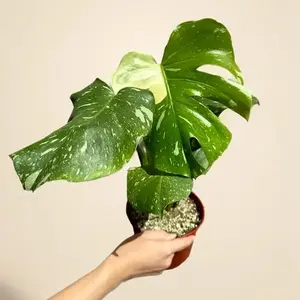 Monstera 'Thai Constellation'
