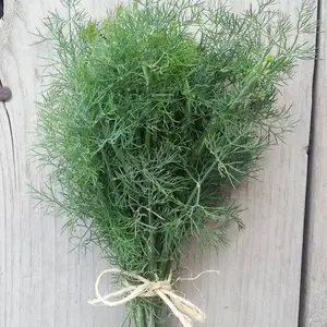 Bouquet Dill (Anethum graveolens 'Bouquet') Organic Seeds – Classic Pickling Dill, Aromatic Leaves and Seeds